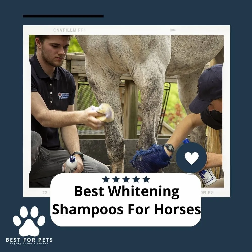 27970 horse whitening shampoo image4